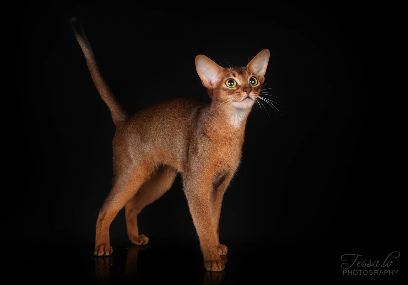 Abisinijos katė Sersėja - veislynas Magiškos Akys