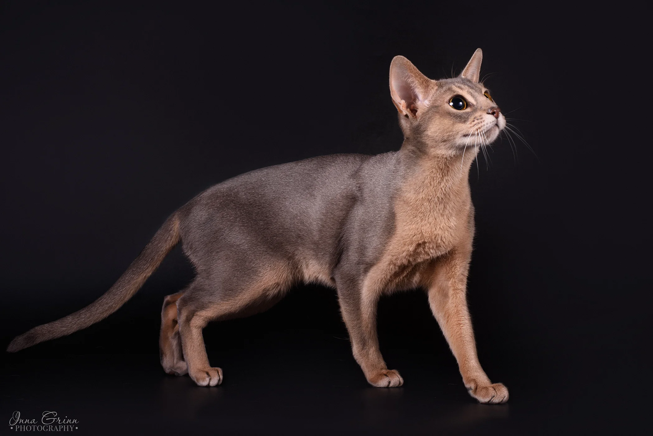 Abisinijos kačių veislynas Magiškos Akys - Abisinijos katė hero background